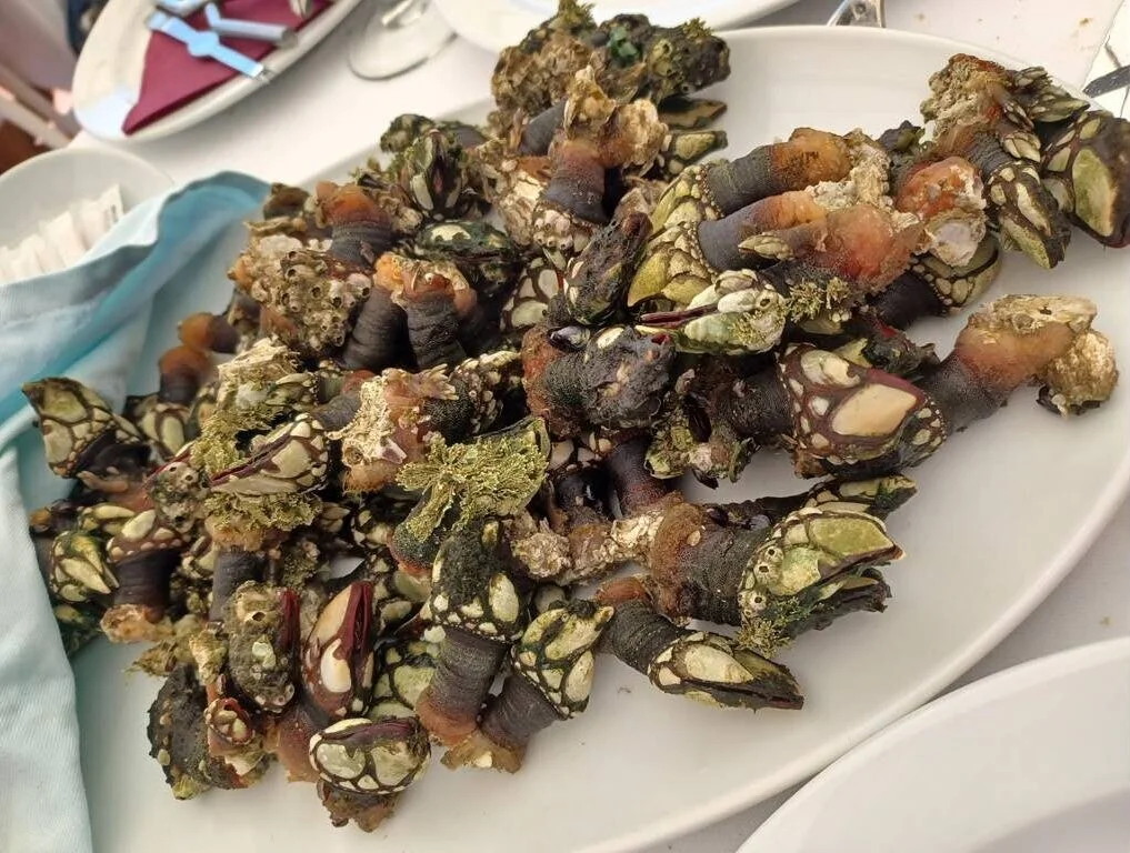 Percebes en las Cíes